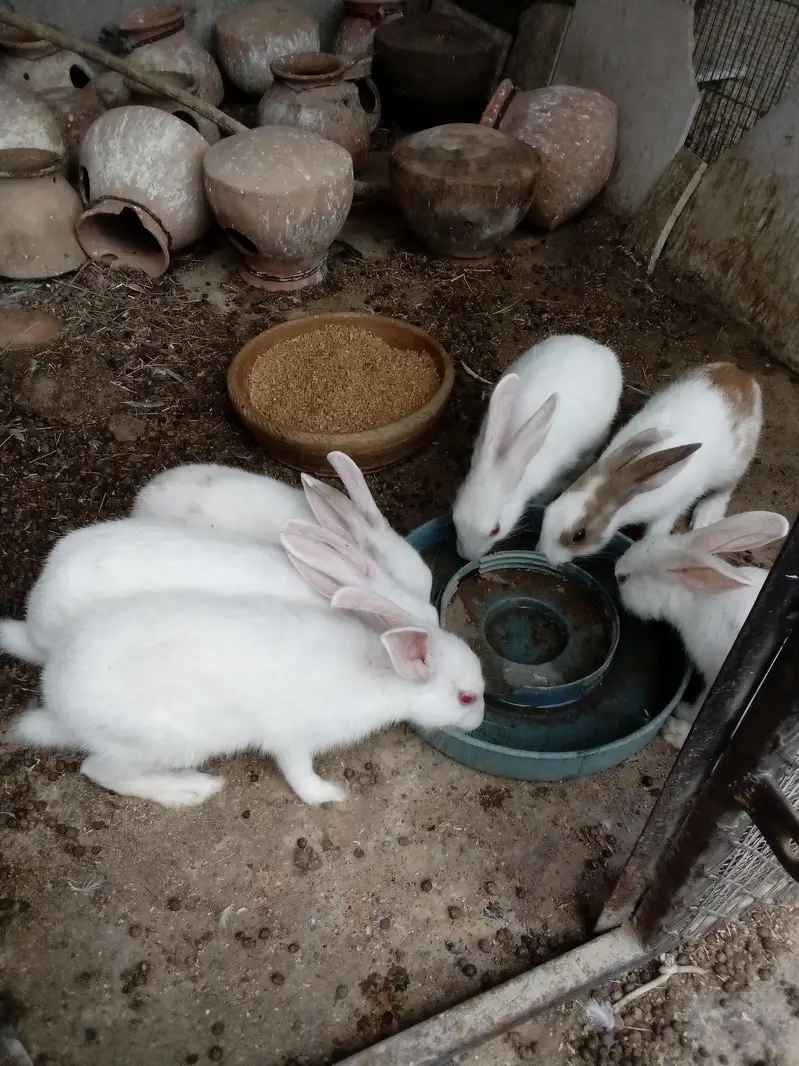 Rabbit  Bunnies — photo 9