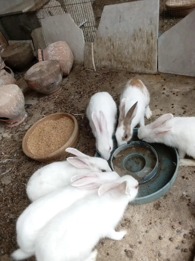 Rabbit  Bunnies — photo 10