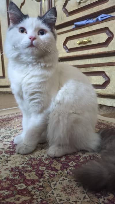 Cat | Angora Cat | Turkish Angora | Triple Coated Cat For Sale