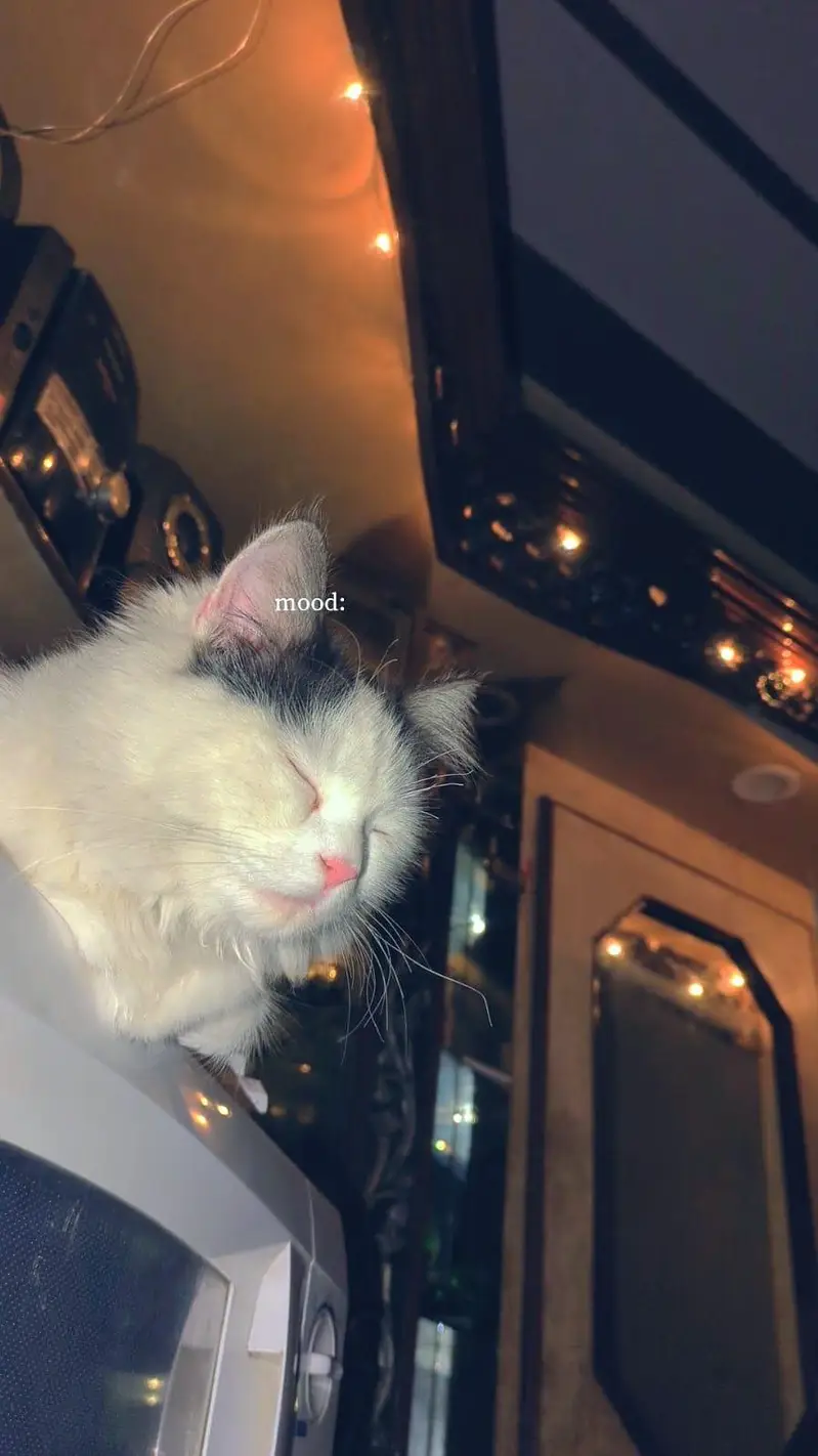 Cat | Angora Cat | Turkish Angora | Triple Coated Cat For Sale — photo 3