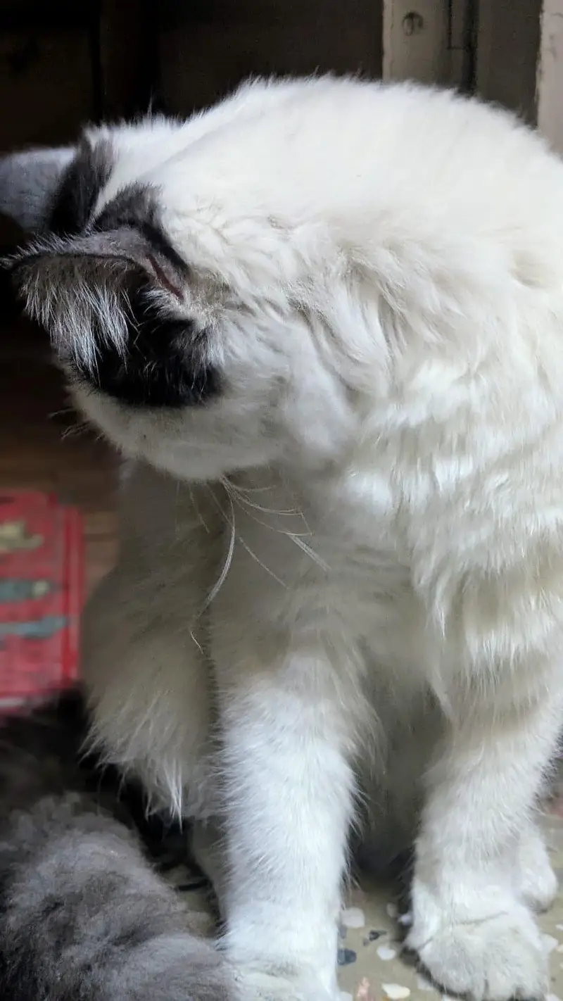 Cat | Angora Cat | Turkish Angora | Triple Coated Cat For Sale — photo 4