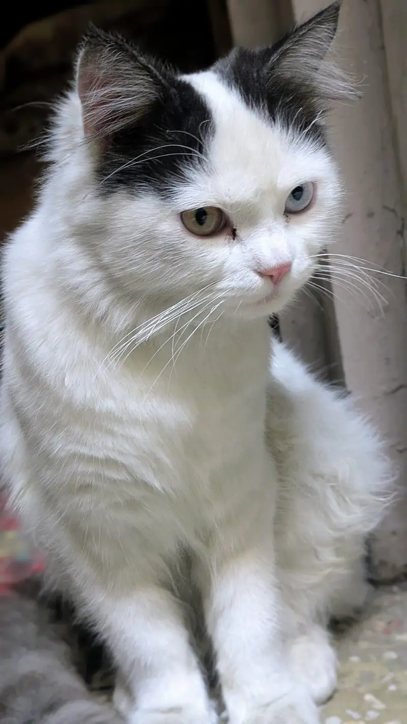 Cat | Angora Cat | Turkish Angora | Triple Coated Cat For Sale — photo 6