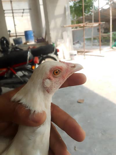 good healthy Heera quality female urgent sale