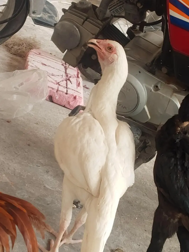 good healthy Heera quality female urgent sale — photo 2