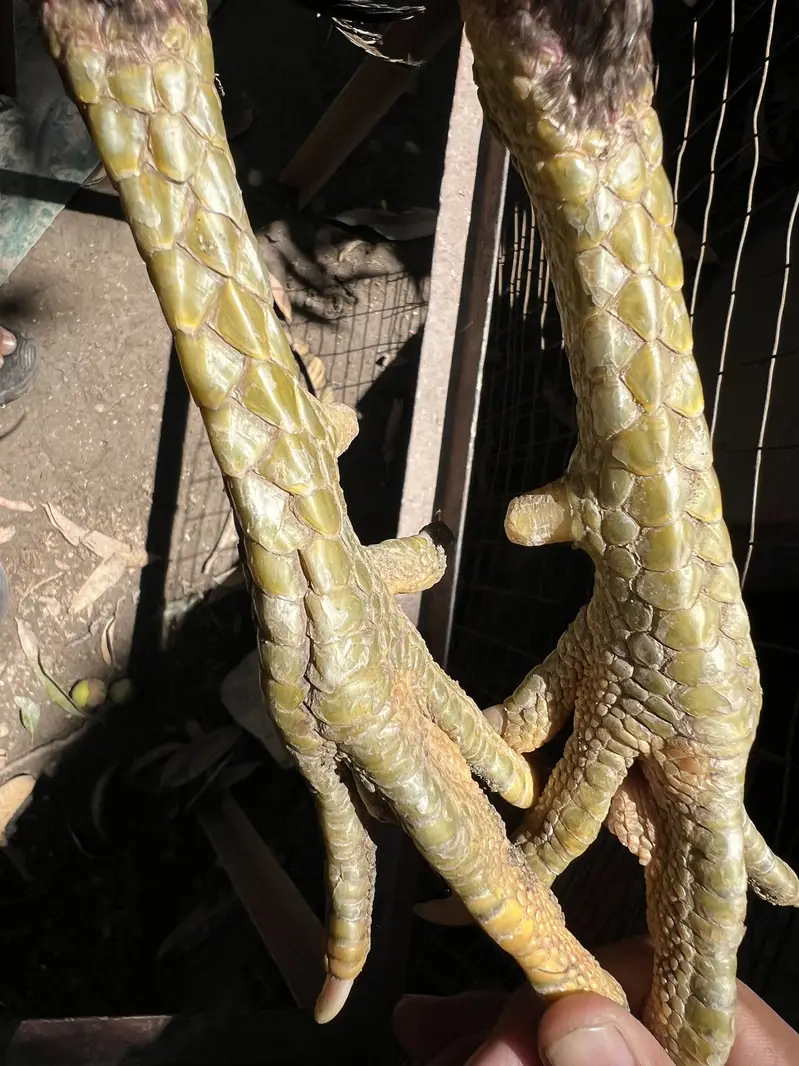 Dragon male — photo 3