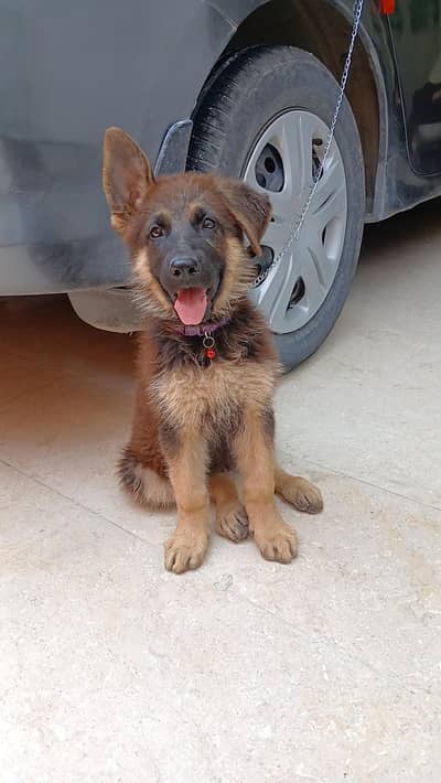 German Shepherd