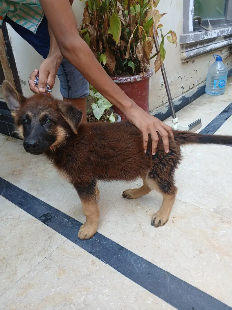 German Shepherd — photo 2
