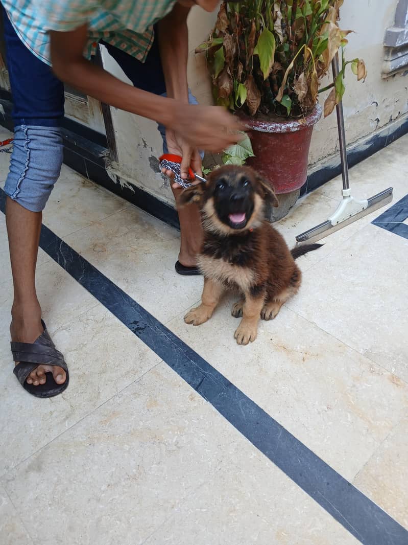 German Shepherd 3