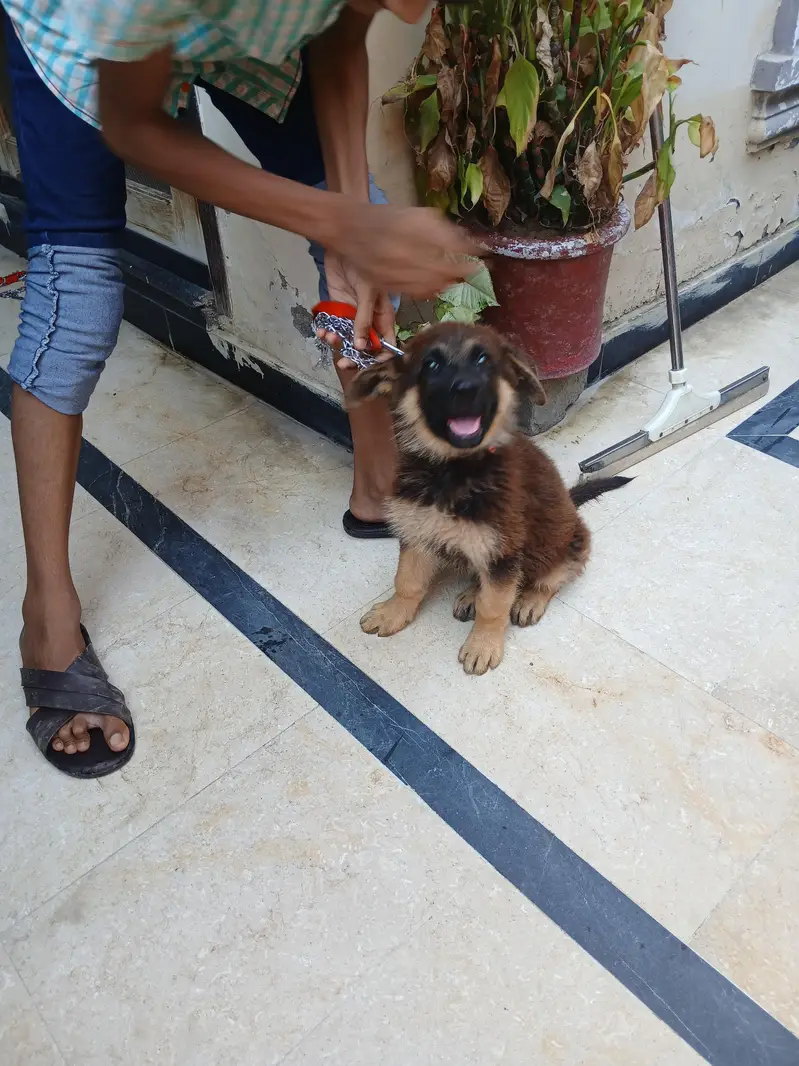 German Shepherd — photo 4