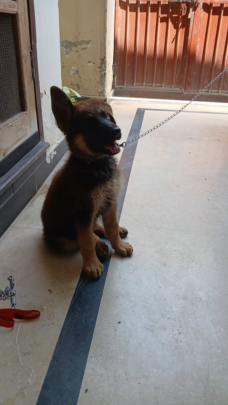 German Shepherd 4