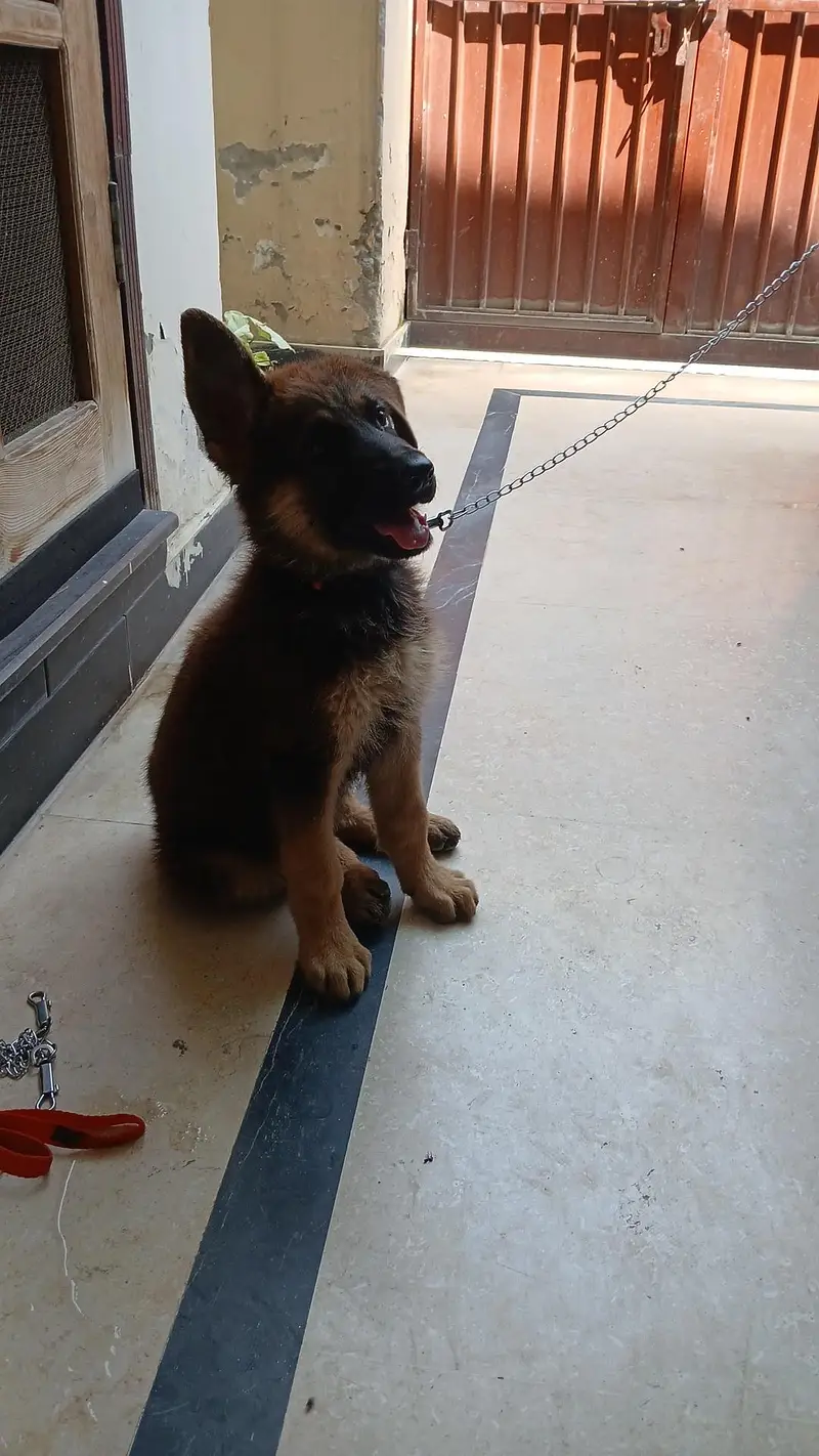 German Shepherd — photo 5