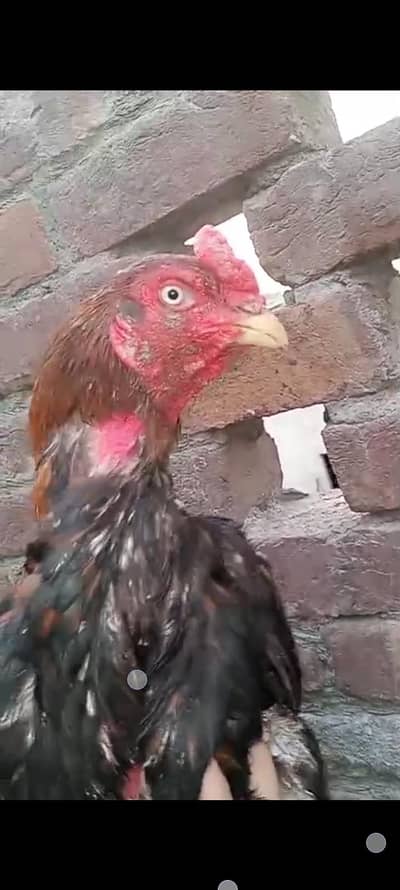 asee mianwali breeder