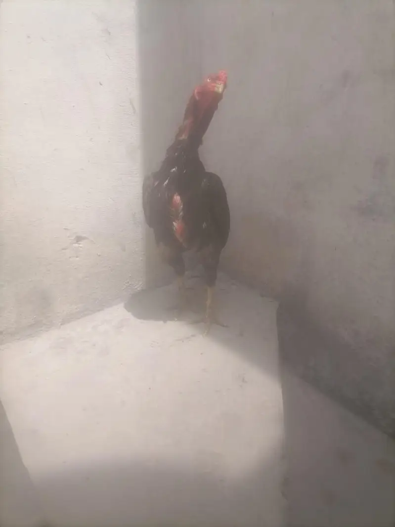 asee mianwali breeder — photo 3
