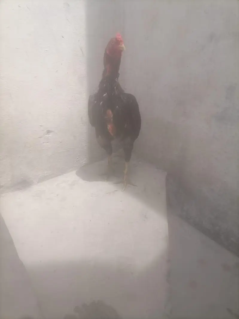 asee mianwali breeder — photo 5