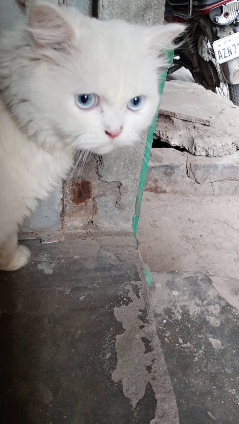 Persian cat 1