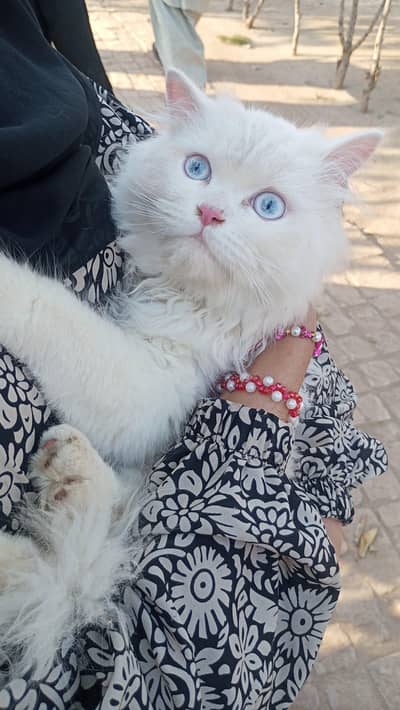 Persian cat