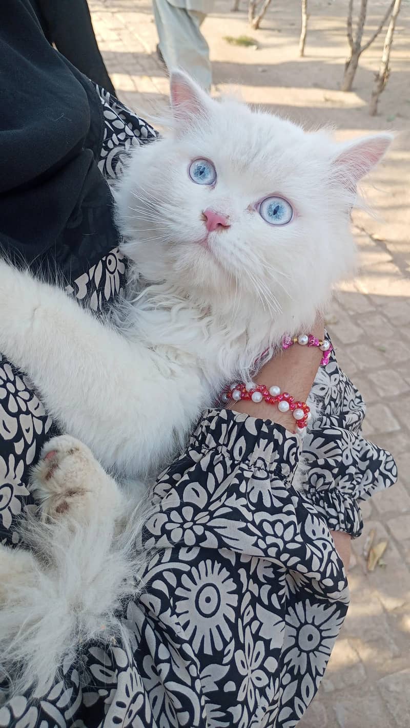 Persian cat 0