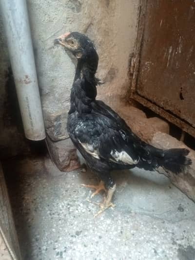aseel lasani hens