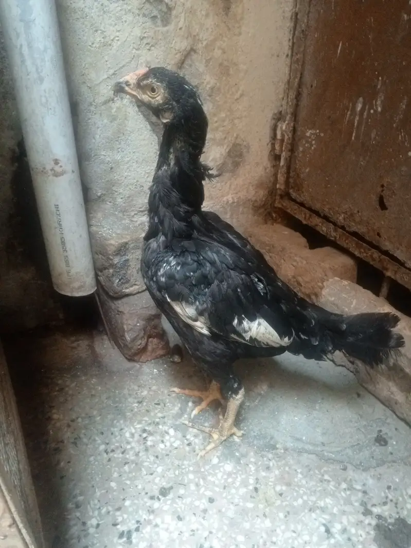 aseel lasani hens