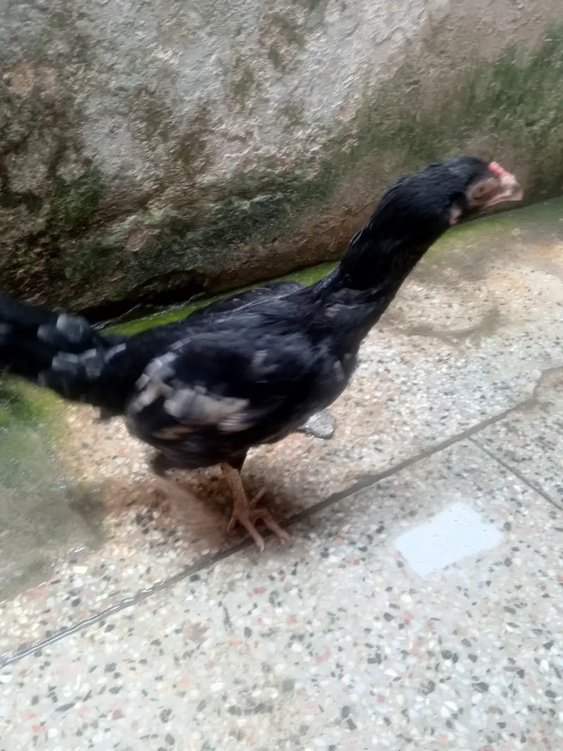 aseel lasani hens — photo 4