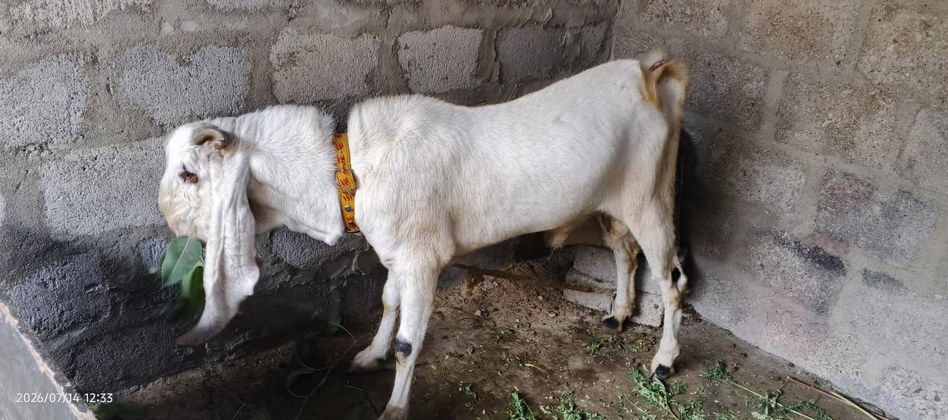 Gulabi 0