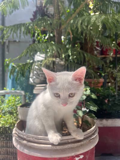 Beautiful Pure White Persian Female Kitten | 3 Month Old | Mansehra