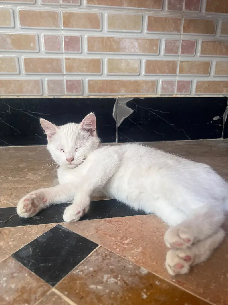 Beautiful Pure White Persian Female Kitten | 3 Month Old | Mansehra — photo 2