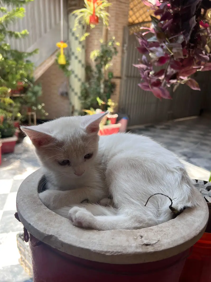 Beautiful Pure White Persian Female Kitten | 3 Month Old | Mansehra — photo 3