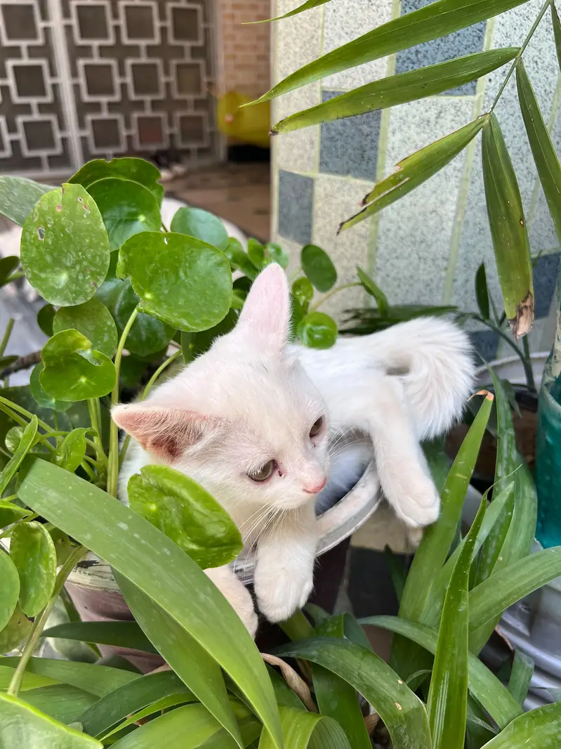 Beautiful Pure White Persian Female Kitten | 3 Month Old | Mansehra — photo 4
