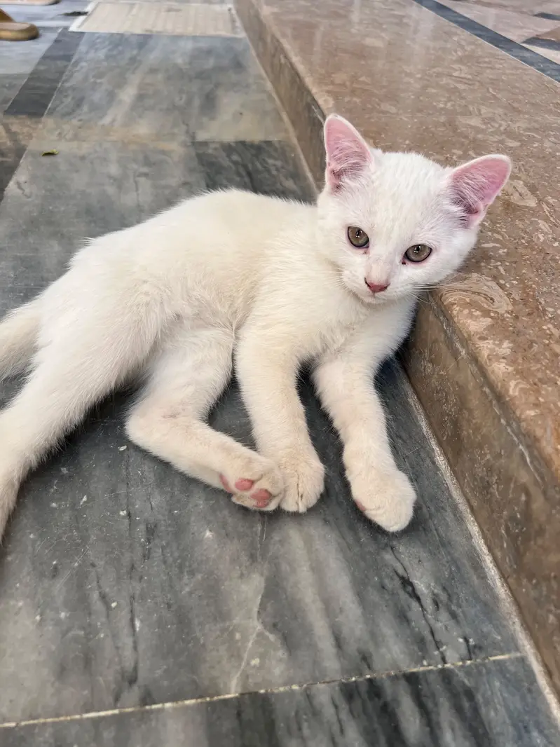 Beautiful Pure White Persian Female Kitten | 3 Month Old | Mansehra — photo 5