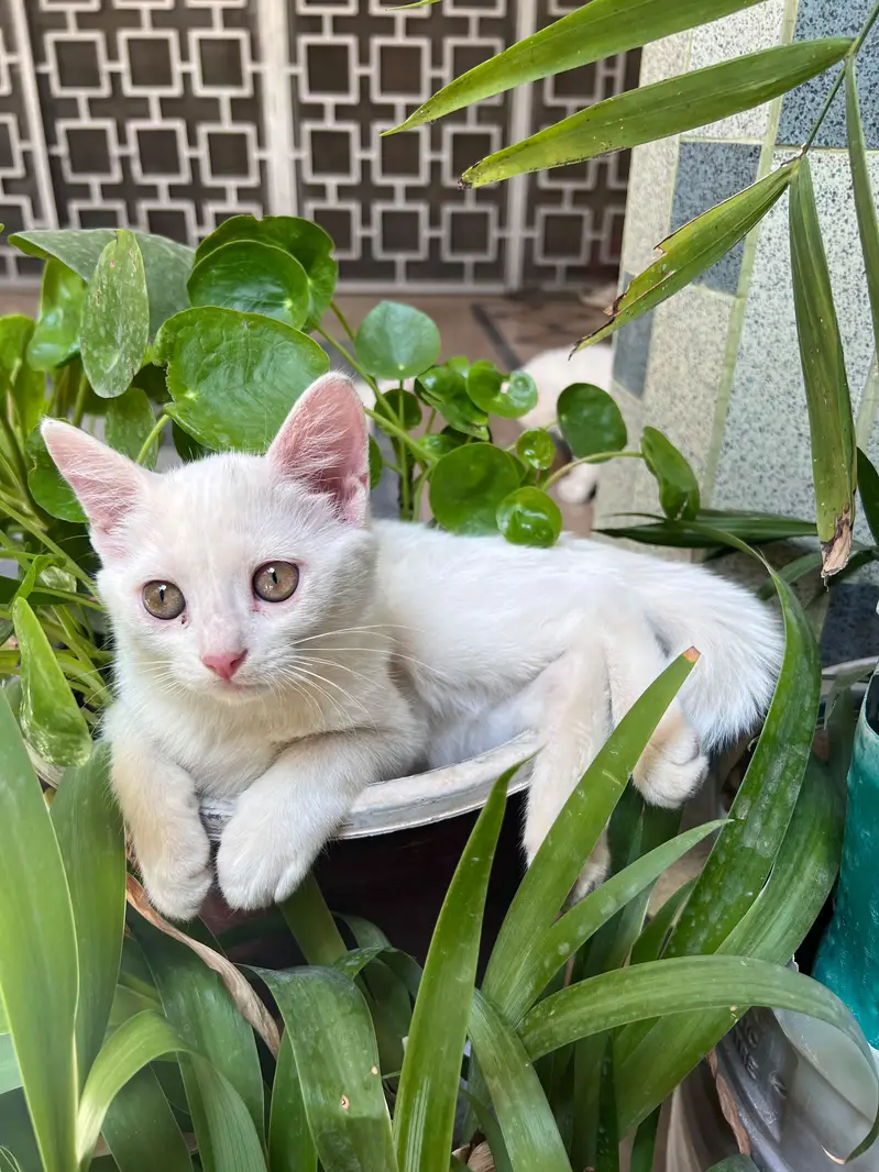 Beautiful Pure White Persian Female Kitten | 3 Month Old | Mansehra — photo 6