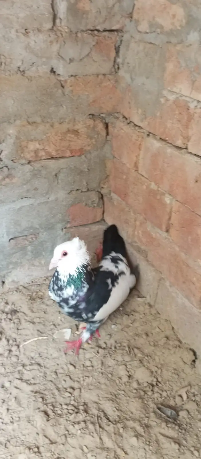 Sherazi breed, specifically categorized as Dab Wale — photo 2