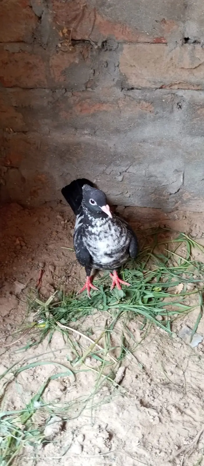 Sherazi breed, specifically categorized as Dab Wale — photo 3