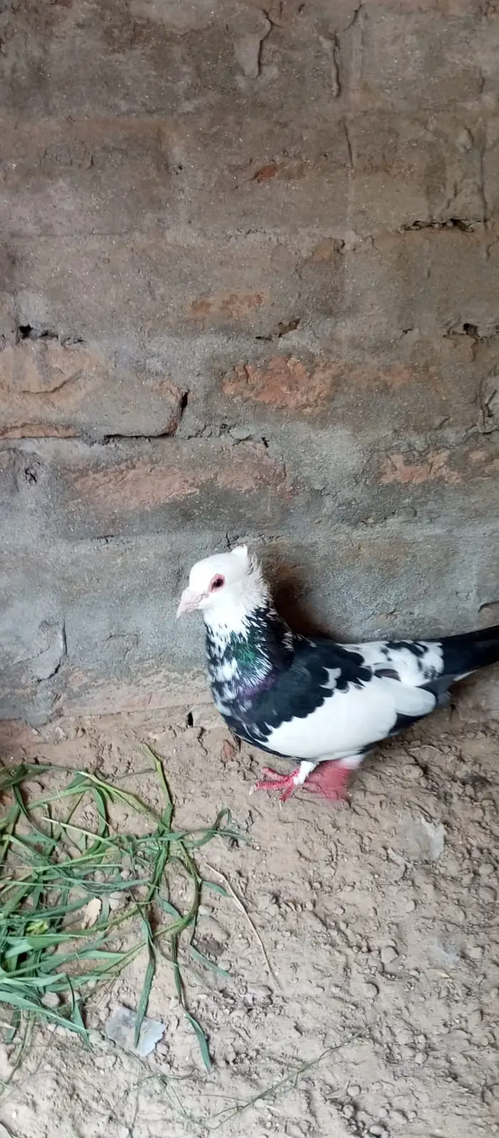 Sherazi breed, specifically categorized as Dab Wale — photo 4