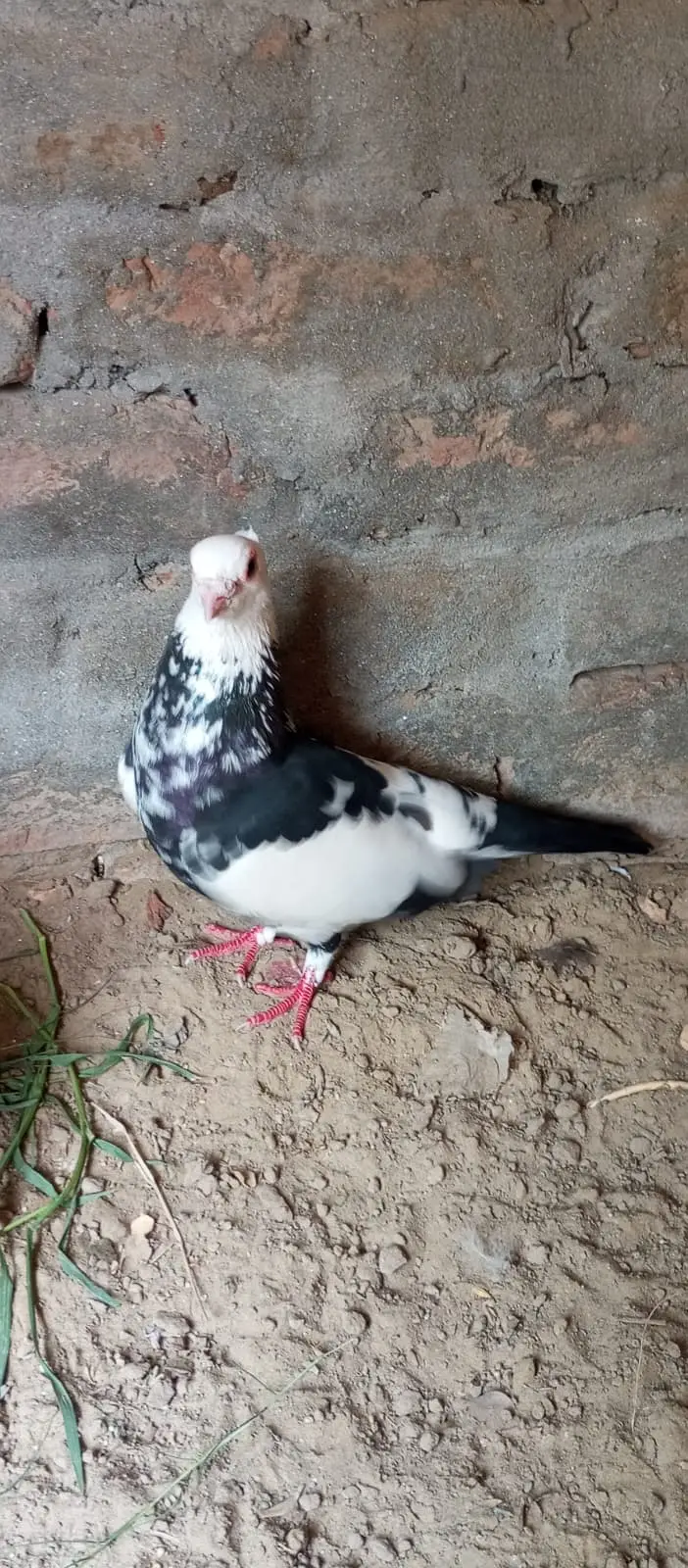 Sherazi breed, specifically categorized as Dab Wale — photo 7