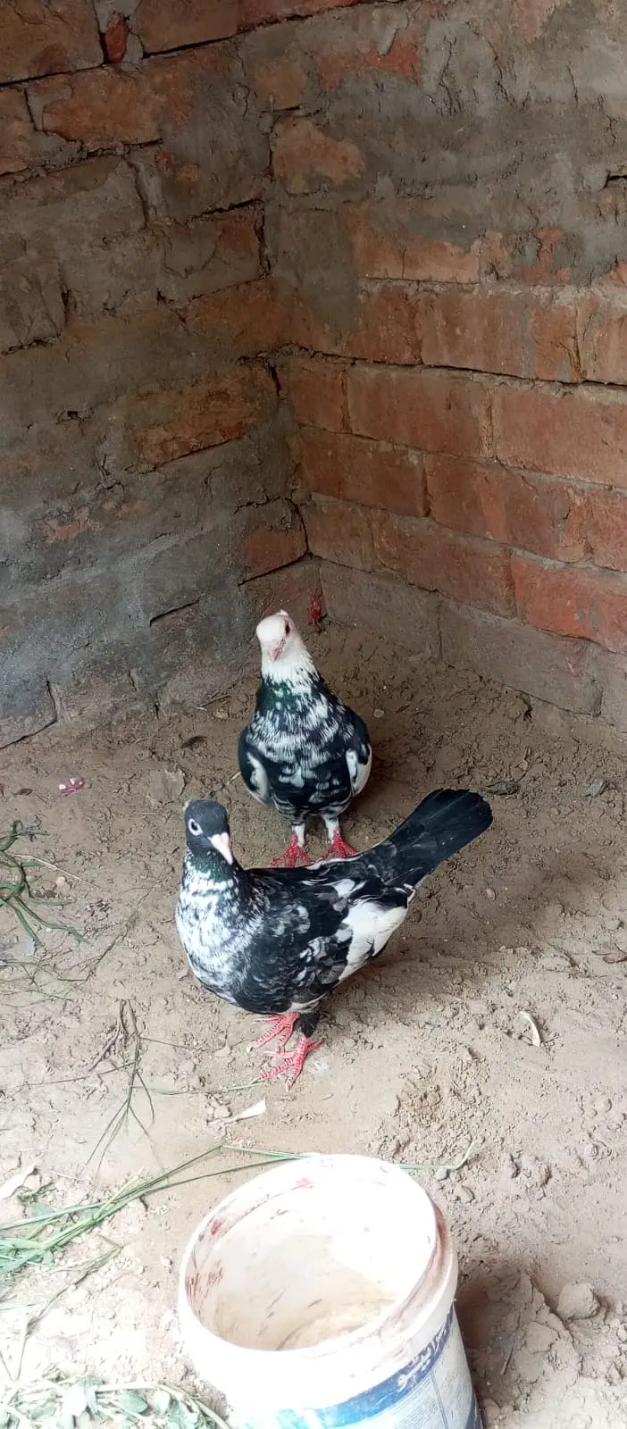 Sherazi breed, specifically categorized as Dab Wale — photo 10