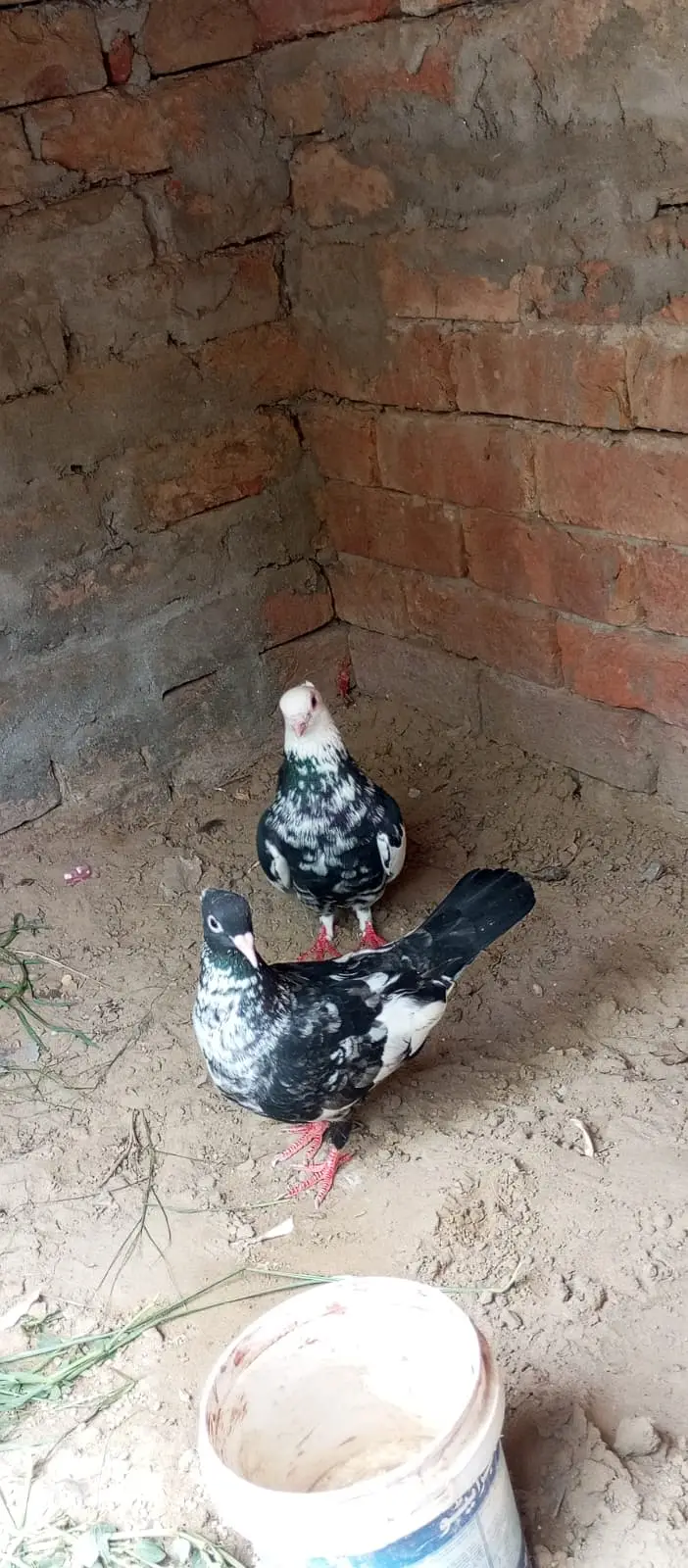 Sherazi breed, specifically categorized as Dab Wale — photo 11