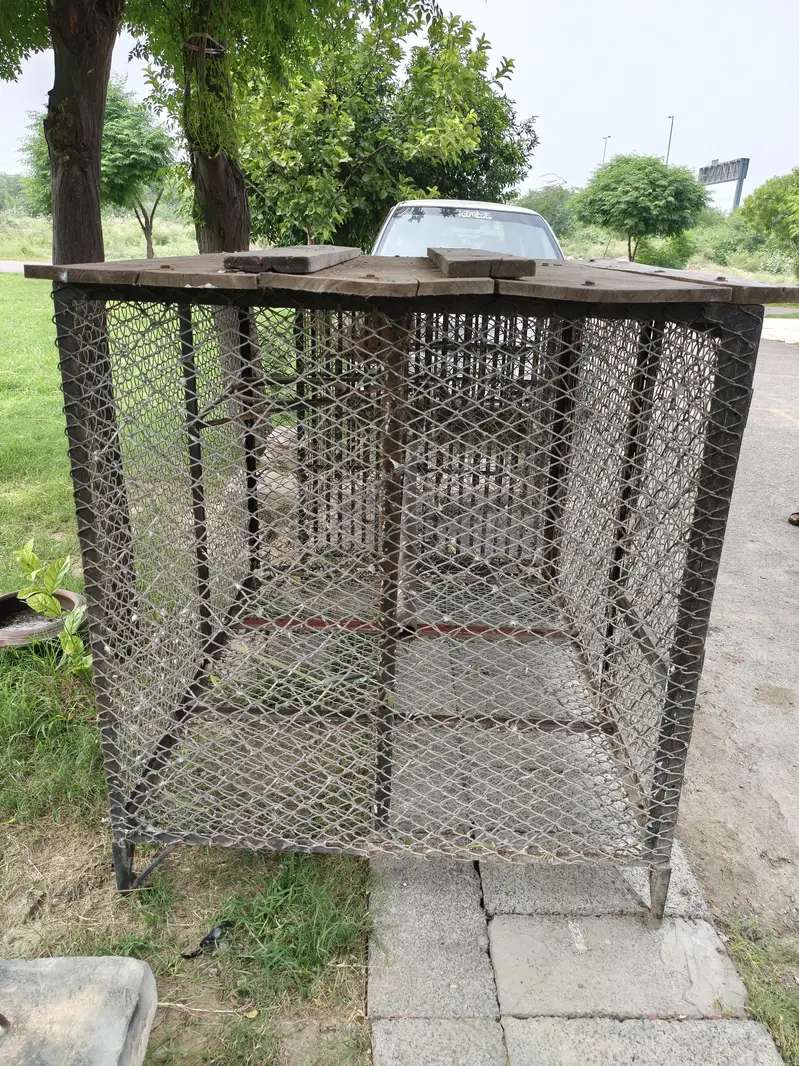 Raw parrots iron cages for sale (Read Add) — photo 2