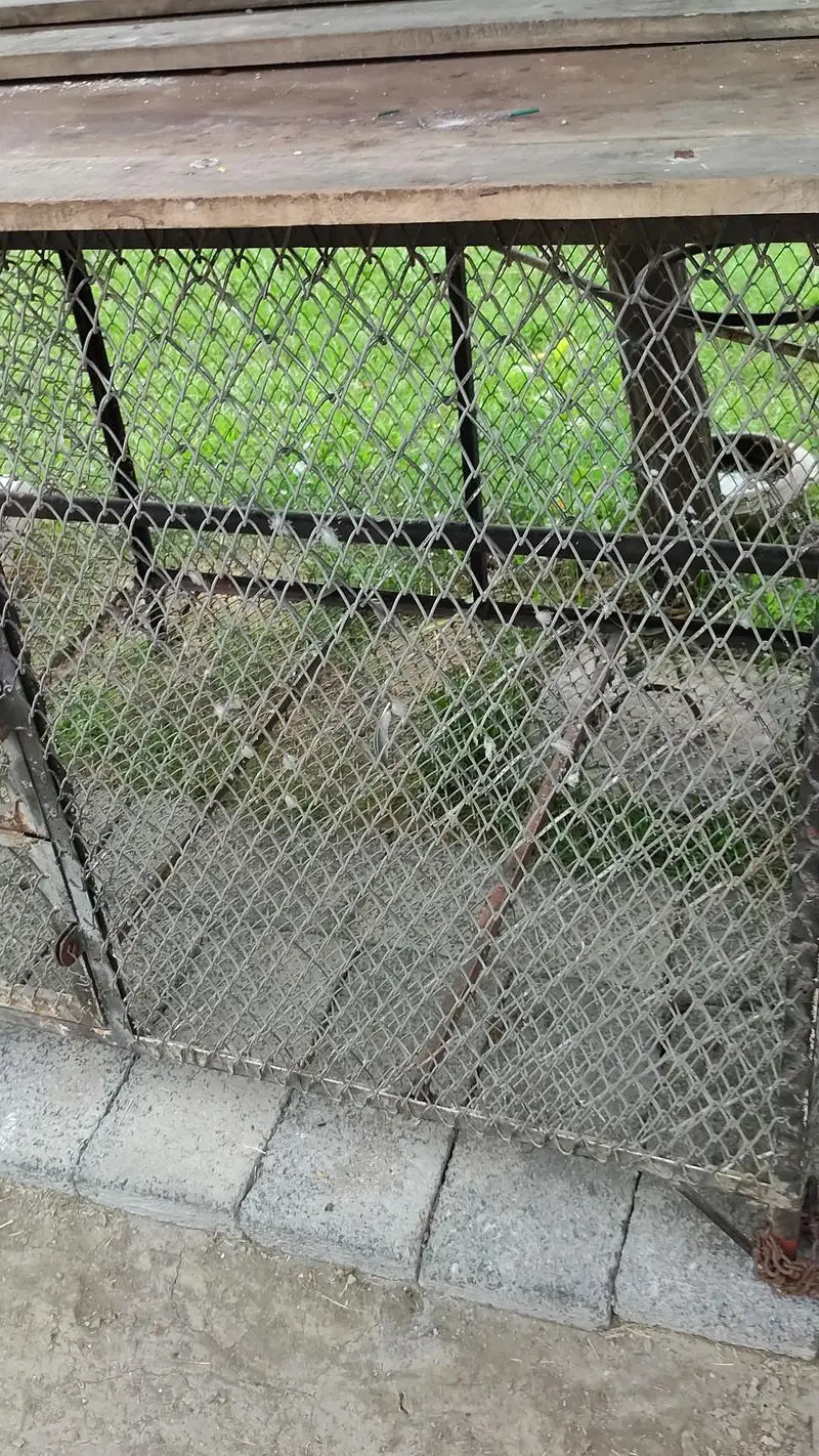 Raw parrots iron cages for sale (Read Add) — photo 3