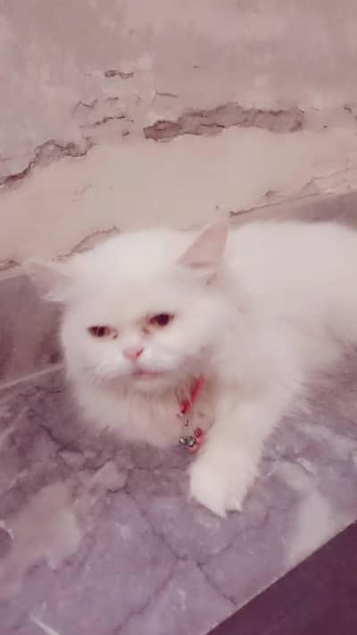 white persian cat