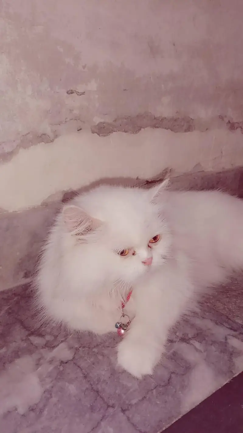 white persian cat — photo 2
