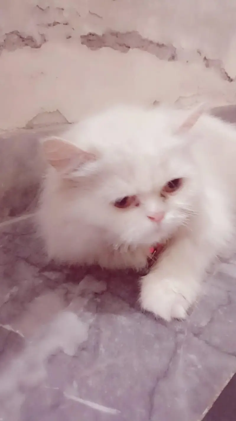 white persian cat — photo 3