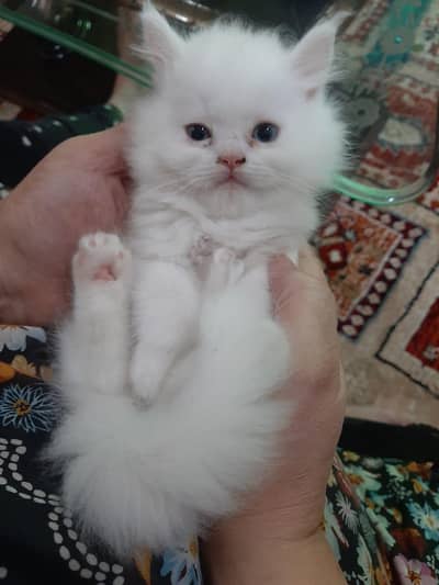 Persian cats