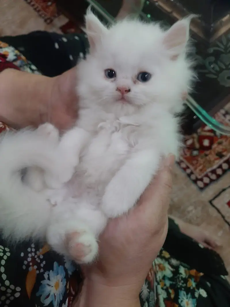 Persian cats — photo 2