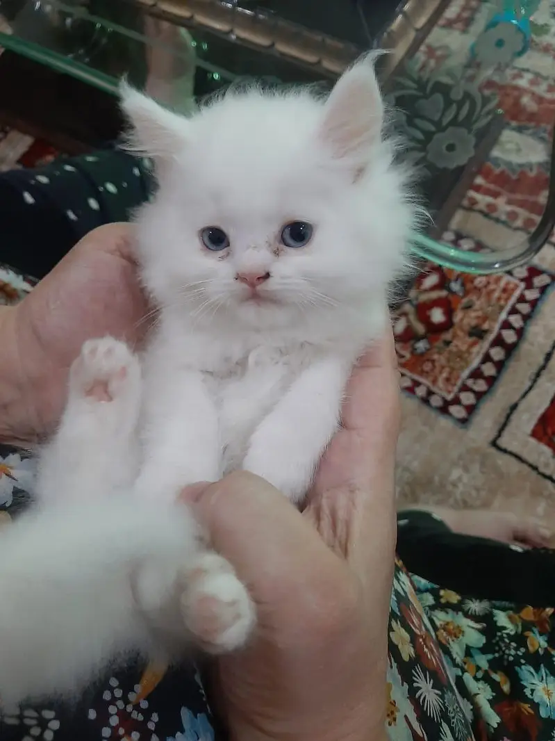 Persian cats — photo 3