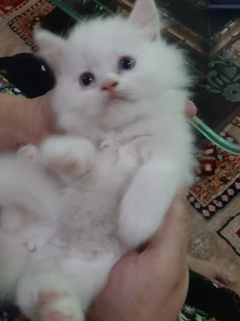 Persian cats — photo 4