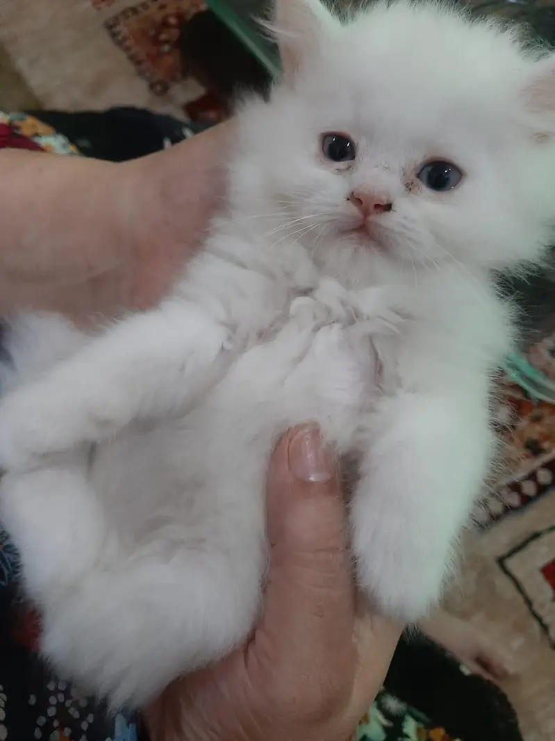 Persian cats — photo 5