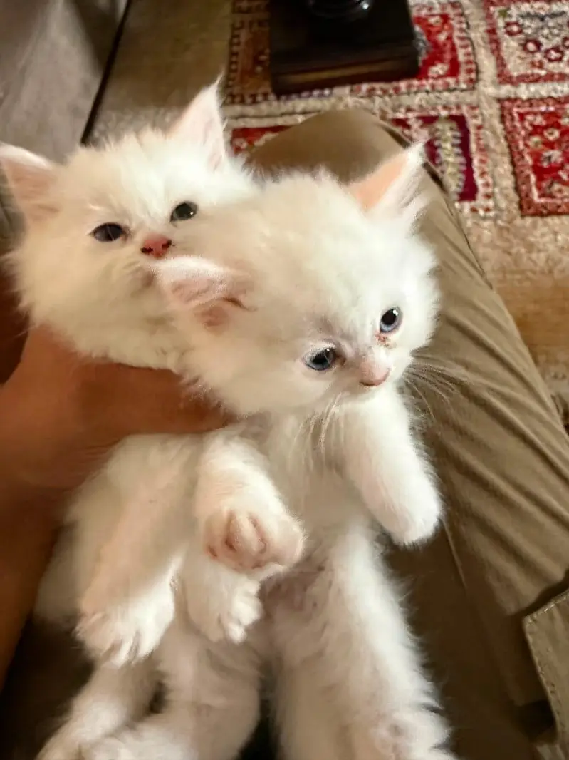 Persian cats — photo 6