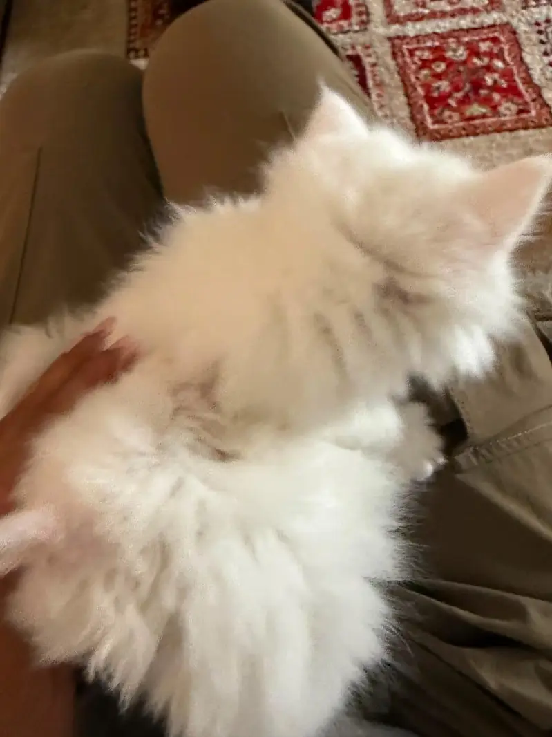 Persian cats — photo 7