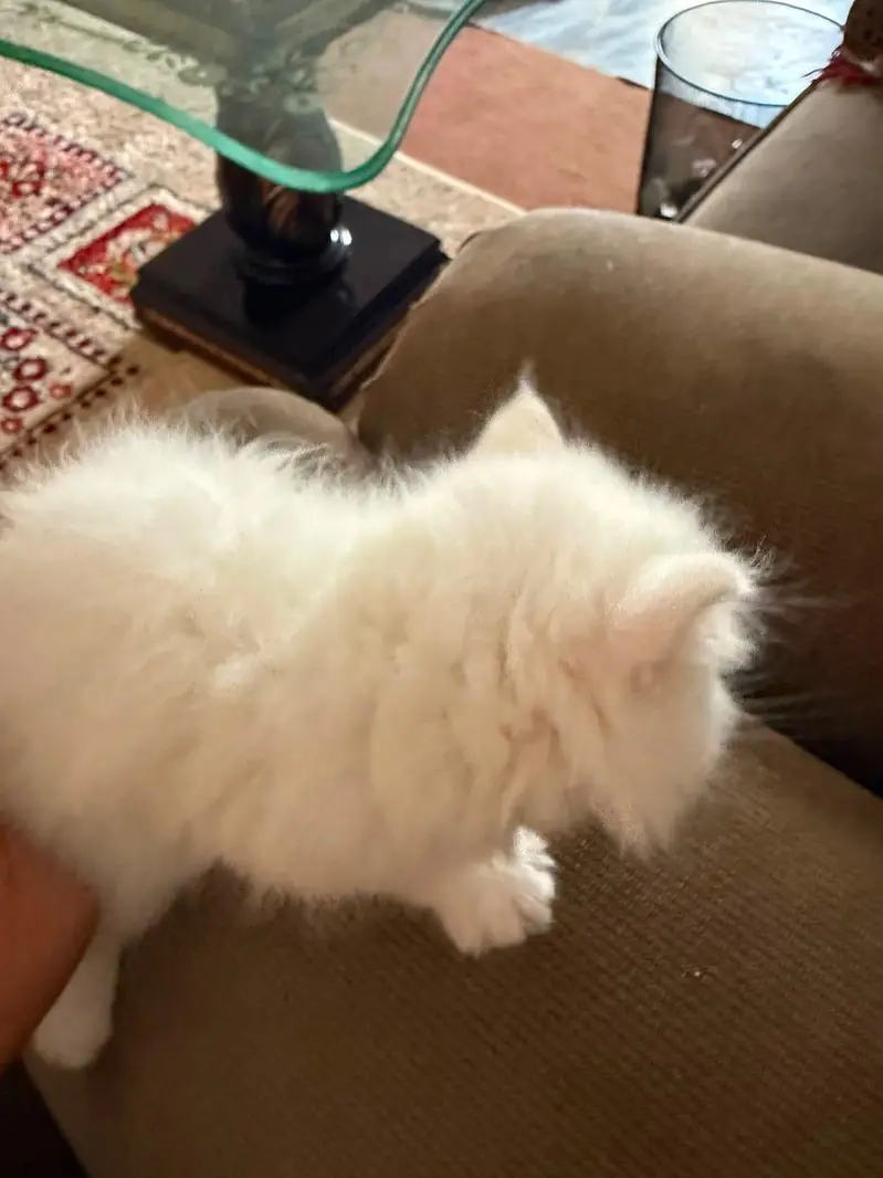 Persian cats — photo 8